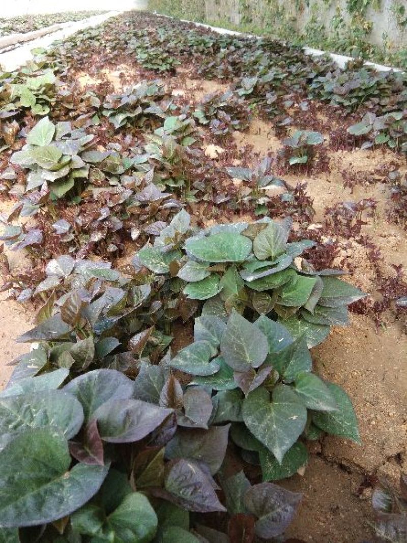 红薯苗15~25cm