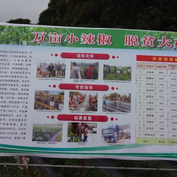 线椒﹥20厘米青中辣