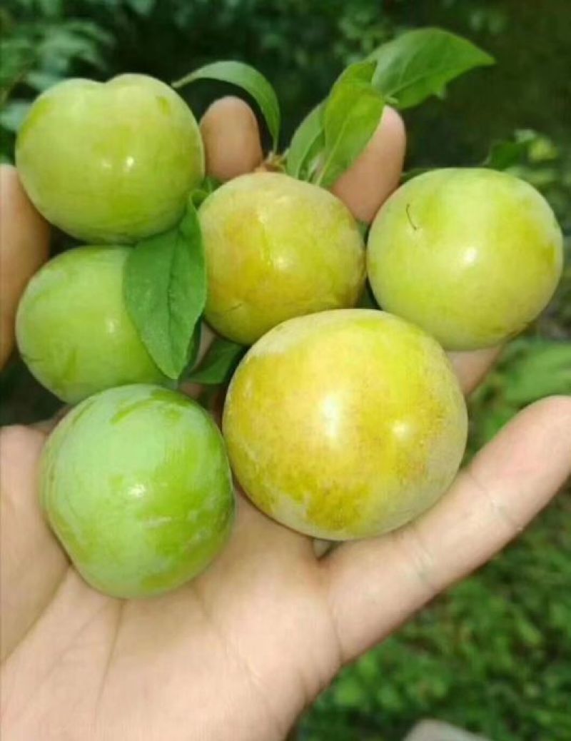 三华李树苗40~50cm