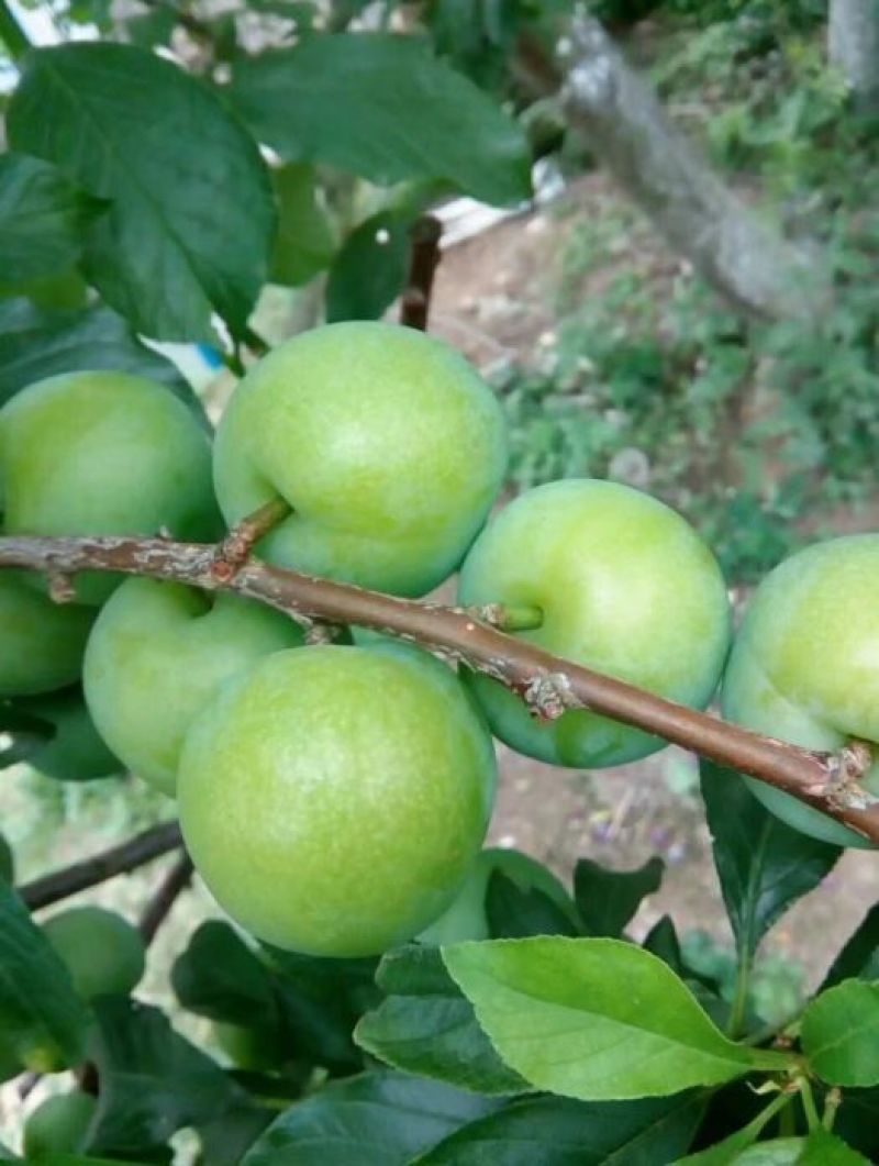 三华李树苗40~50cm