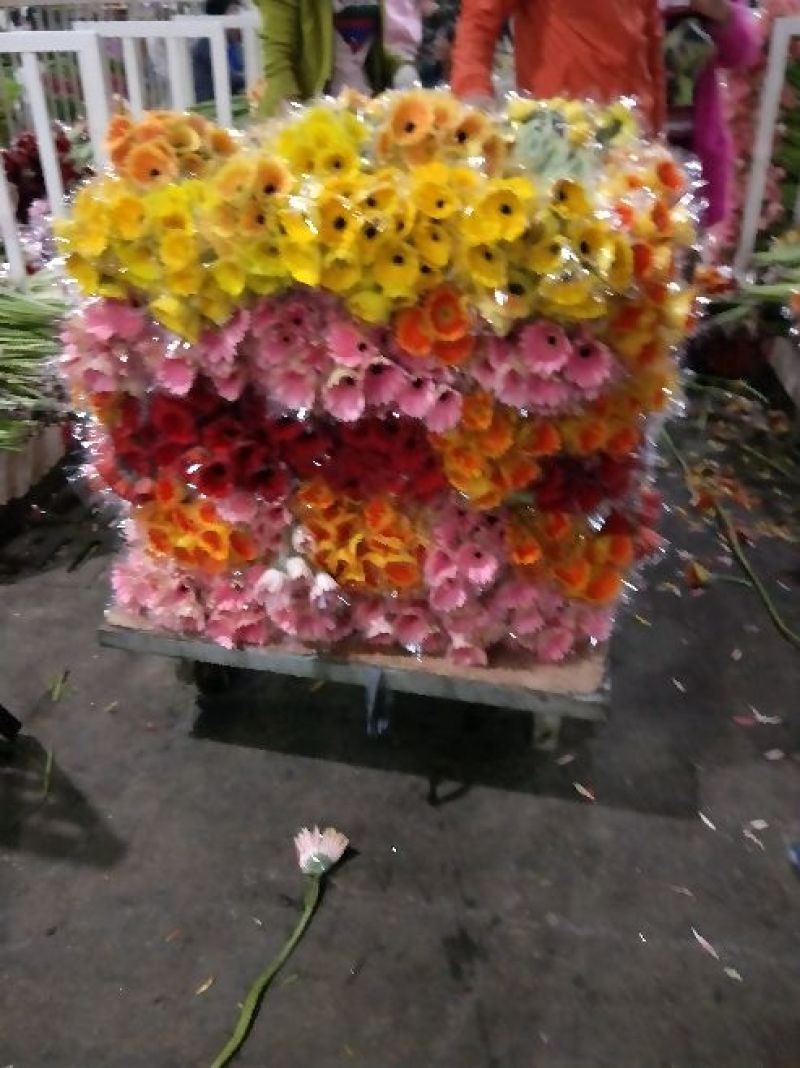 非洲菊种苗