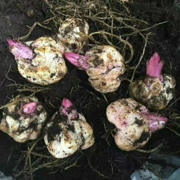 非洲菊种苗