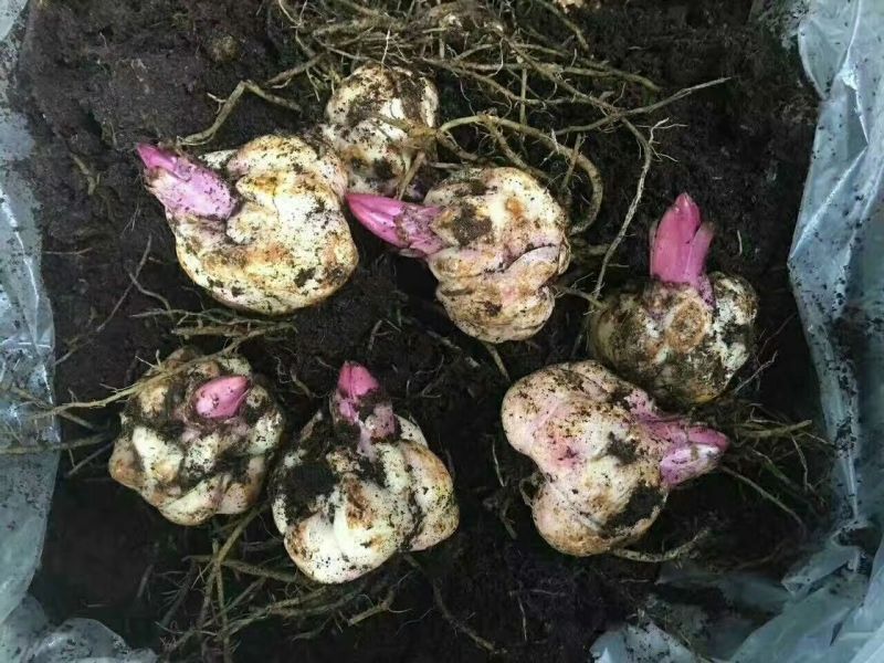 非洲菊种苗