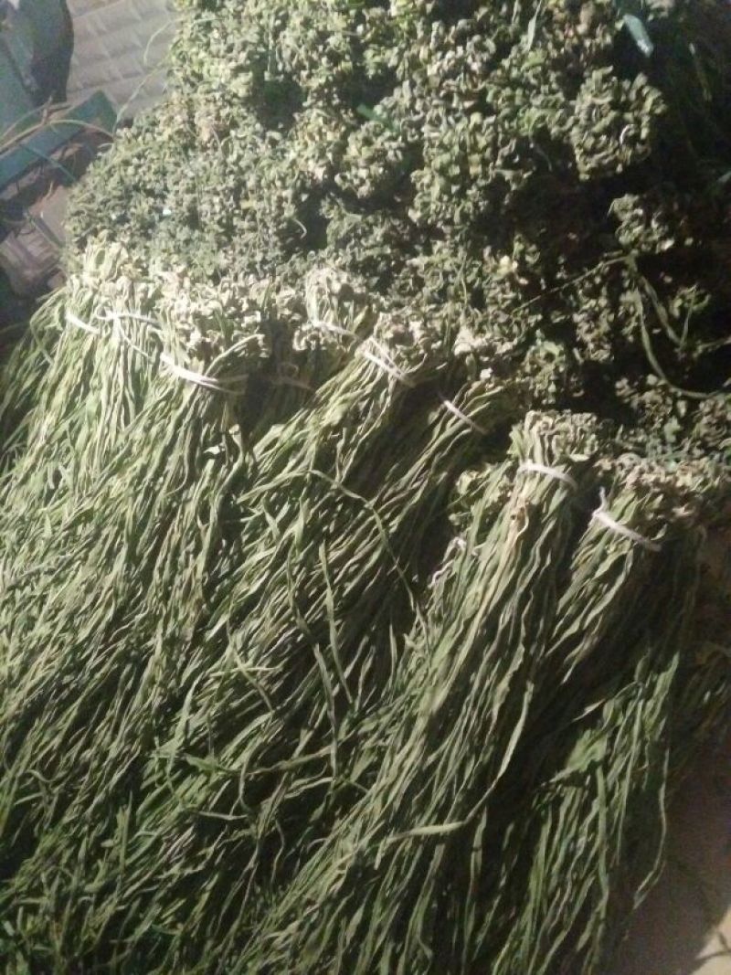 贡菜干贡菜云南贡菜笋干自产自销日产现货两百公斤