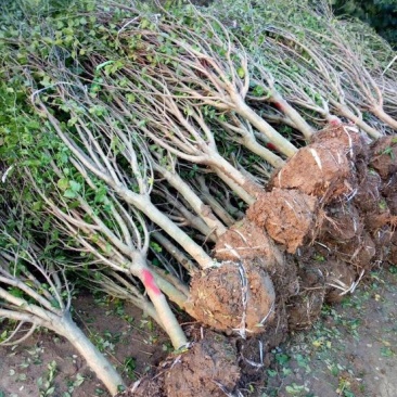 榆叶梅10cm以下