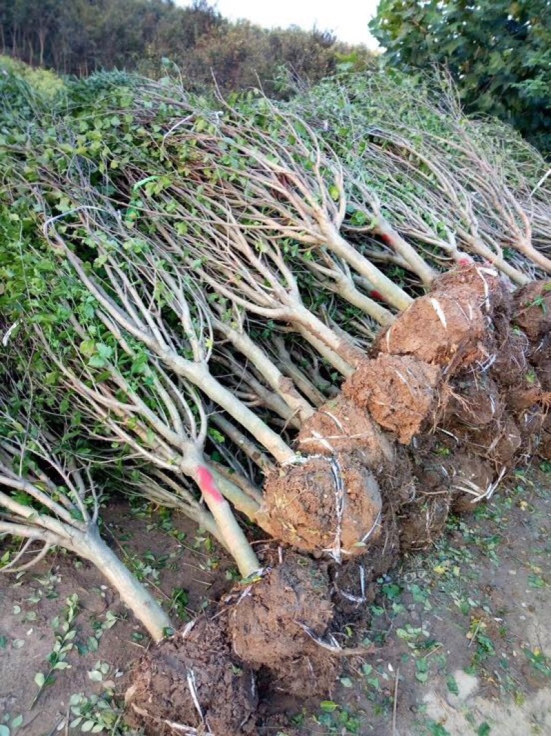 榆叶梅10cm以下