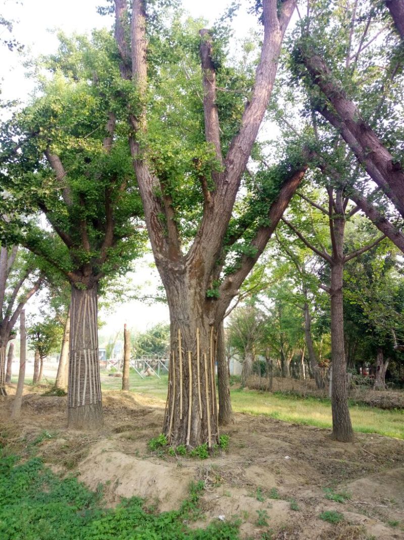 供应大规格银杏树，银杏古树