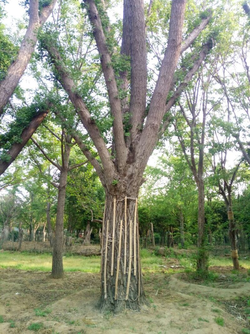 供应大规格银杏树，银杏古树