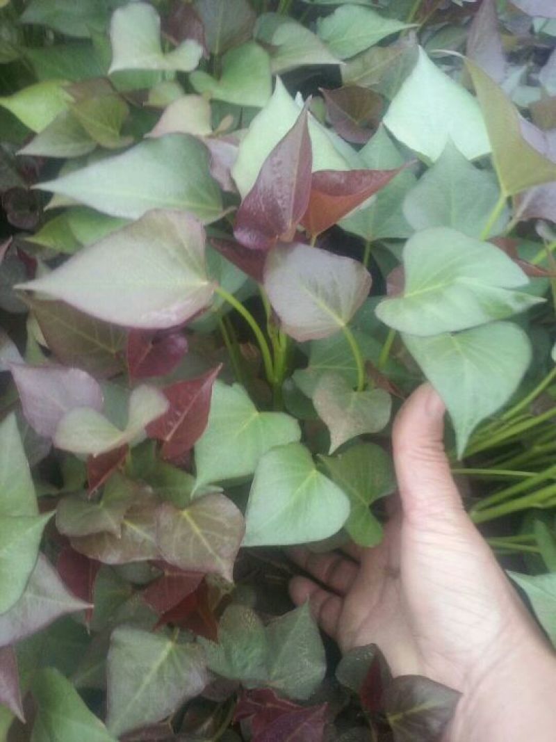 西瓜红红薯苗25~35cm