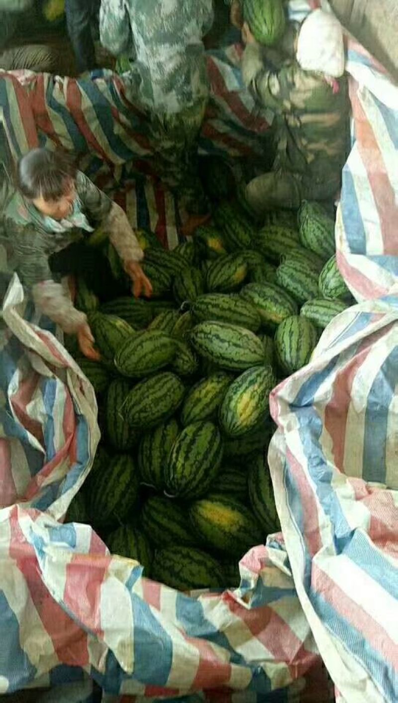 小富西瓜6斤打底7成熟1茬