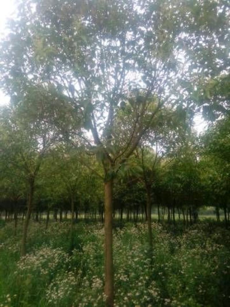 大叶女贞6~8cm