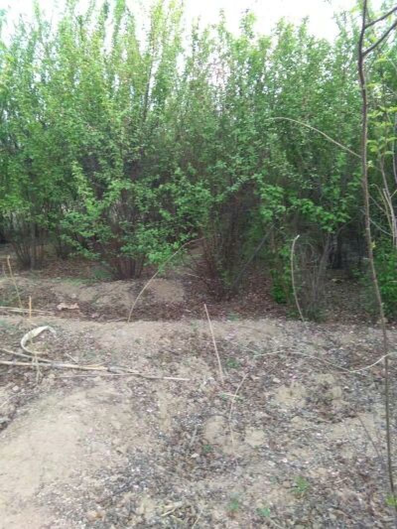 三公分榆叶梅丛生和独杆带土球山西榆叶梅