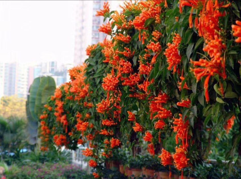 炮仗花