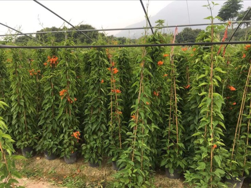 炮仗花