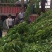 炮仗花
