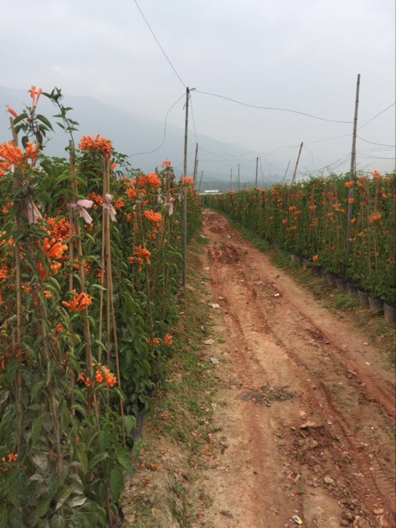 炮仗花