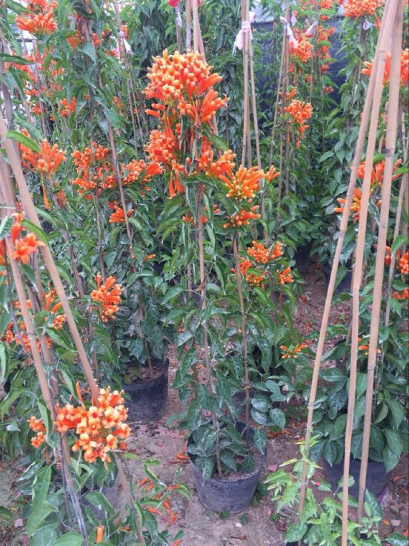 炮仗花