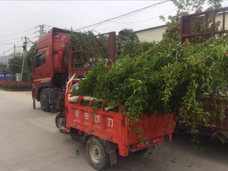 炮仗花