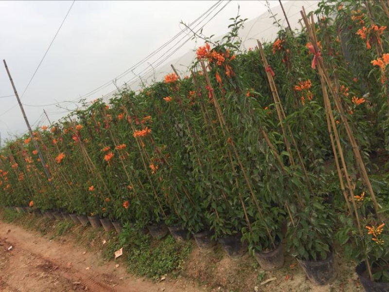 炮仗花