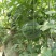 京欣西瓜4斤打底8成熟1茬