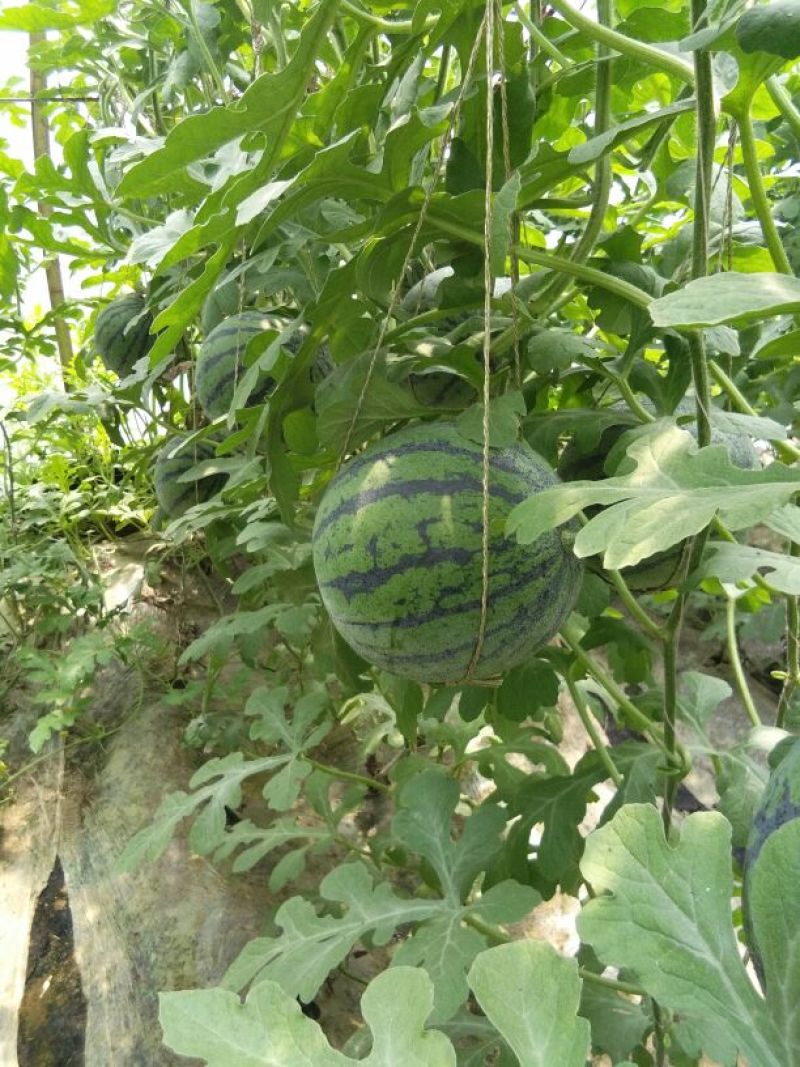 京欣西瓜4斤打底8成熟1茬