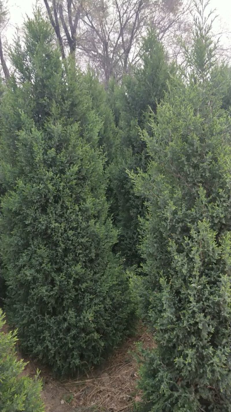 望都塔桧4~6cm