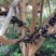 葡萄树1.5~2m