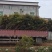 葡萄树1.5~2m