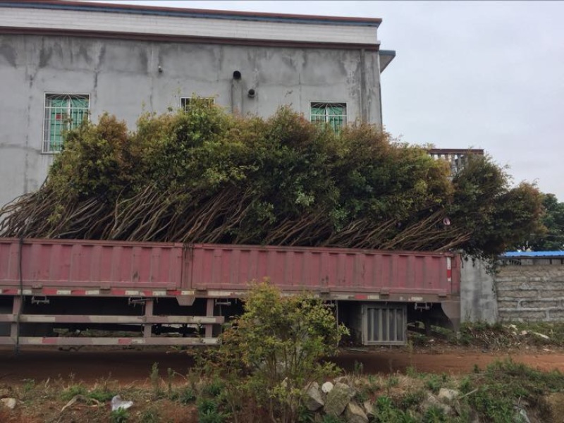 葡萄树1.5~2m