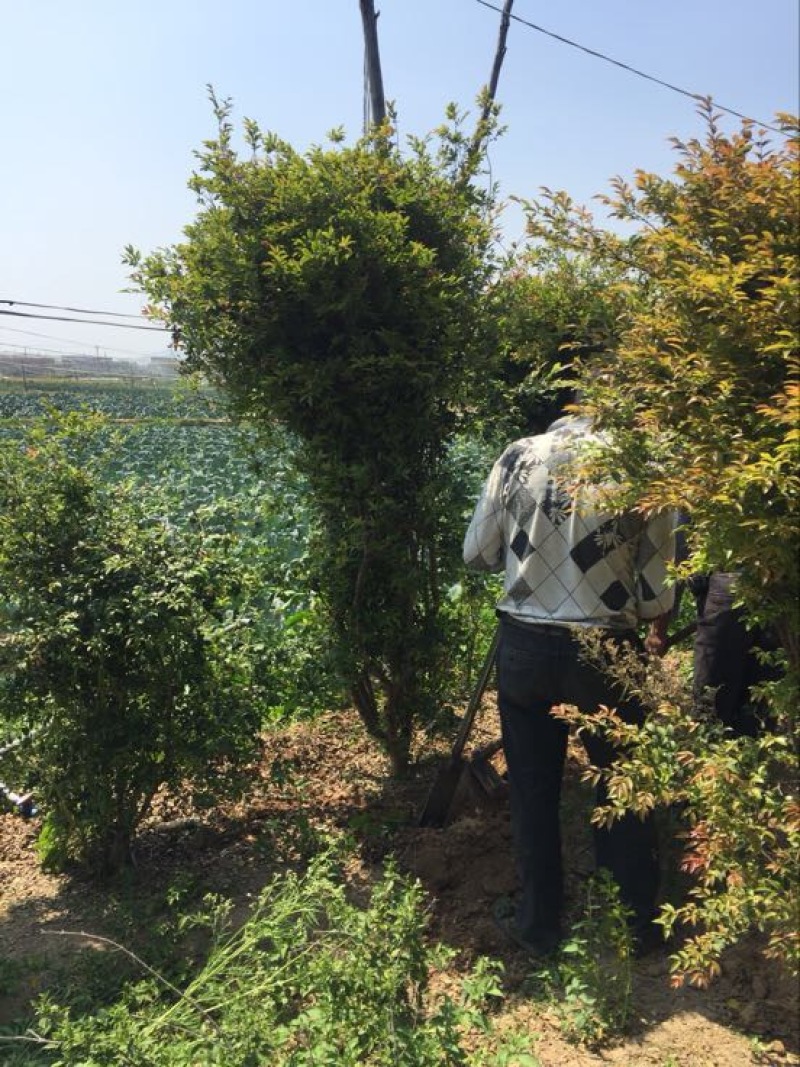 葡萄树1.5~2m