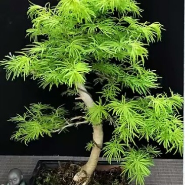 金钱松树苗保湿发快递