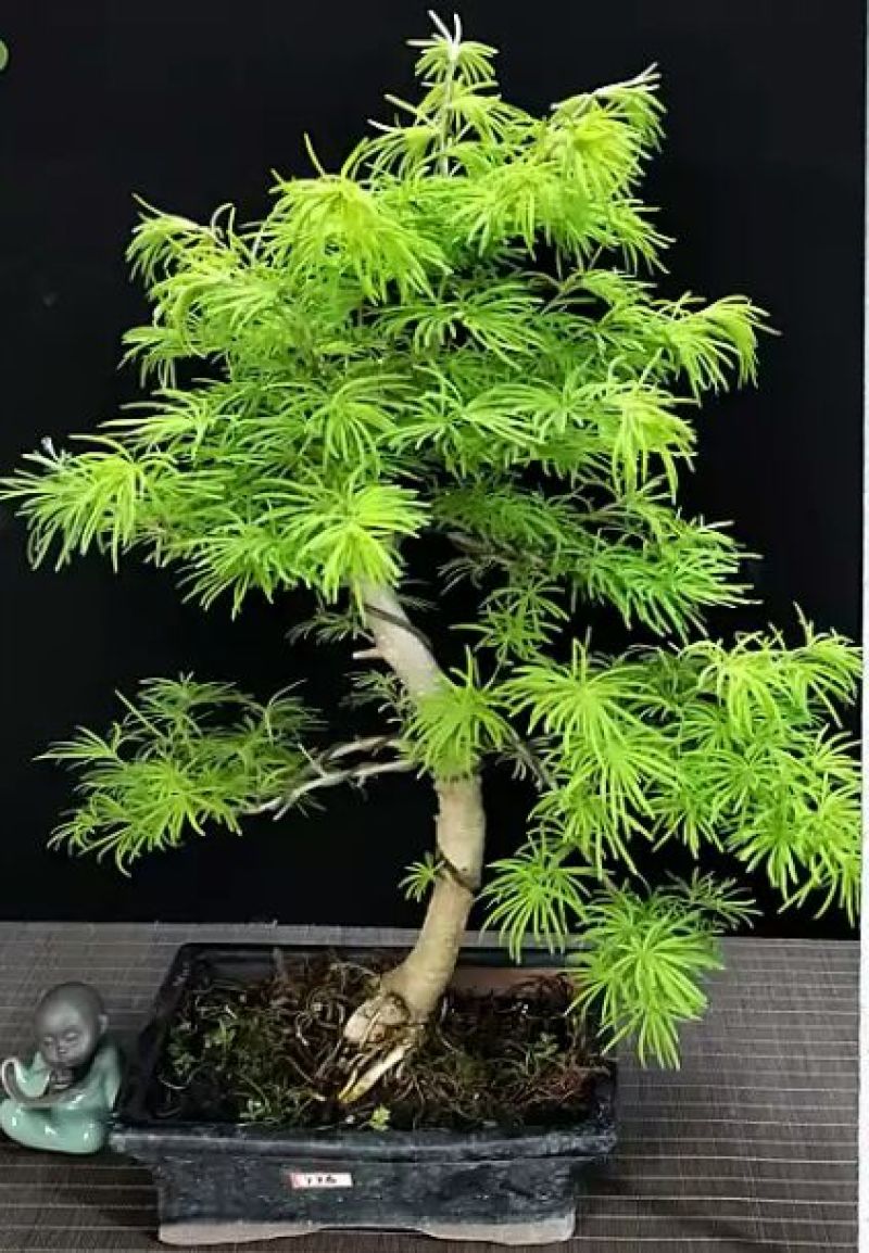 金钱松树苗保湿发快递