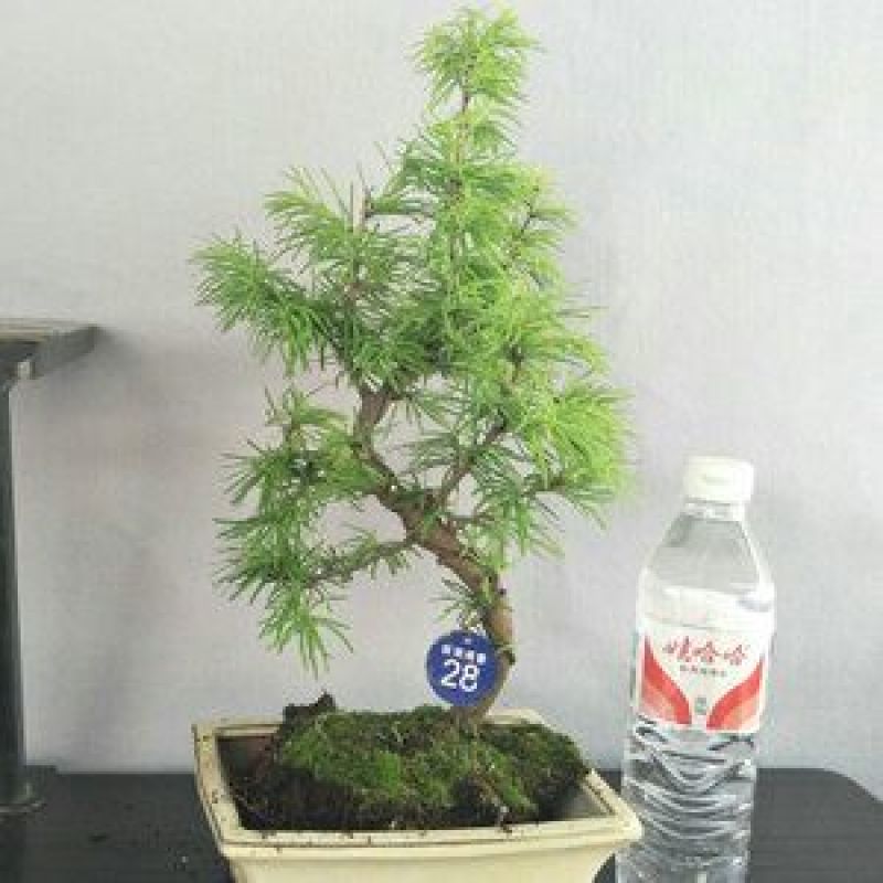 金钱松树苗保湿发快递