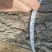 银杏树米径4cm~30cm