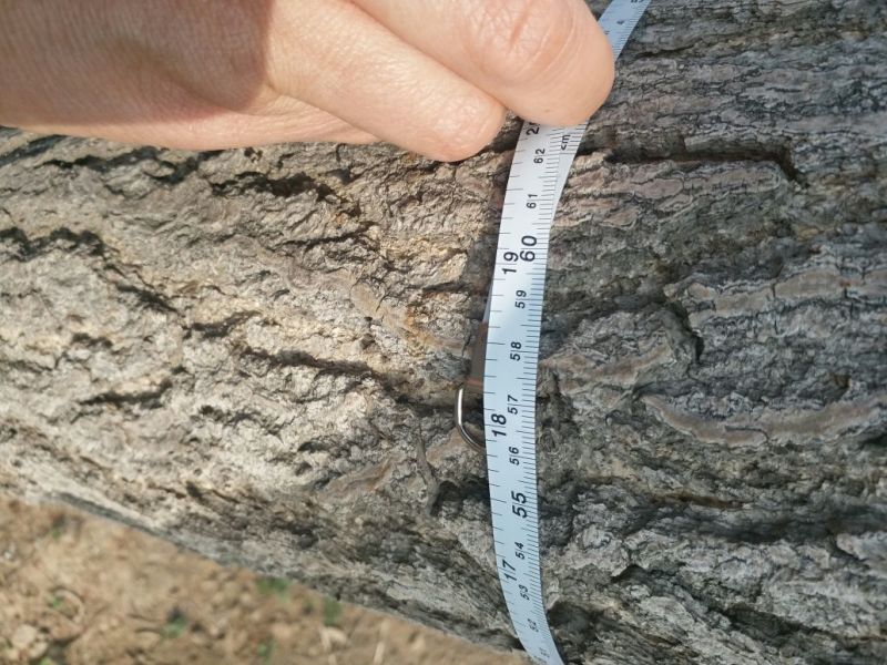 银杏树米径4cm~30cm