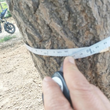 银杏树米径4cm~30cm