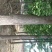 银杏树米径4cm~30cm
