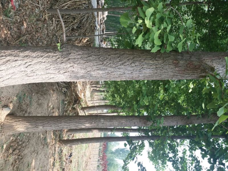 银杏树米径4cm~30cm
