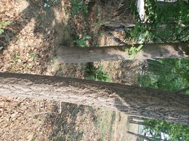 银杏树米径4cm~30cm