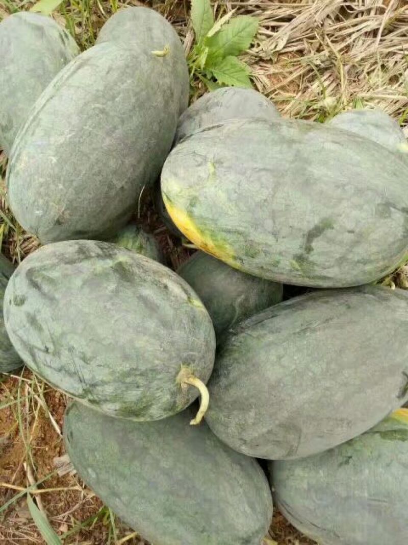 广西南宁供应黑美人西瓜6斤打底8成熟1茬大量供应甜