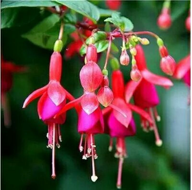 灯笼花