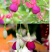 灯笼花