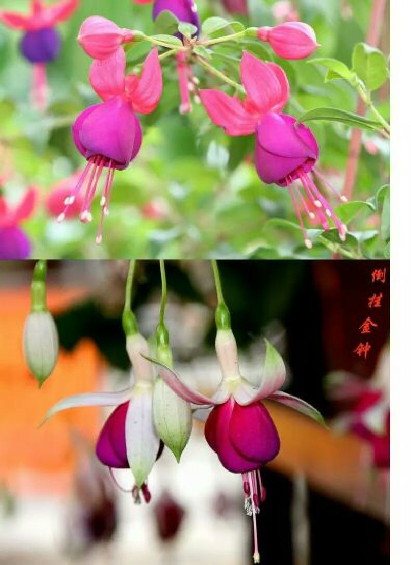 灯笼花
