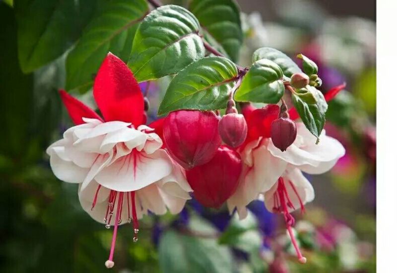 灯笼花