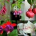 灯笼花