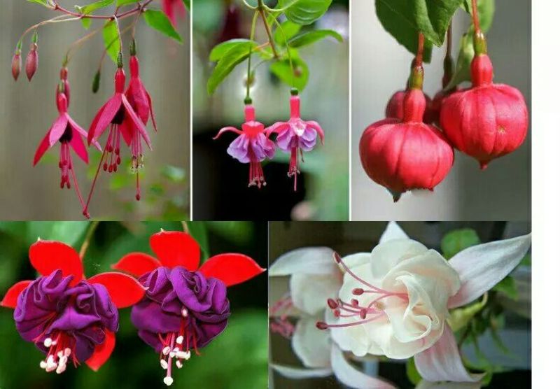 灯笼花