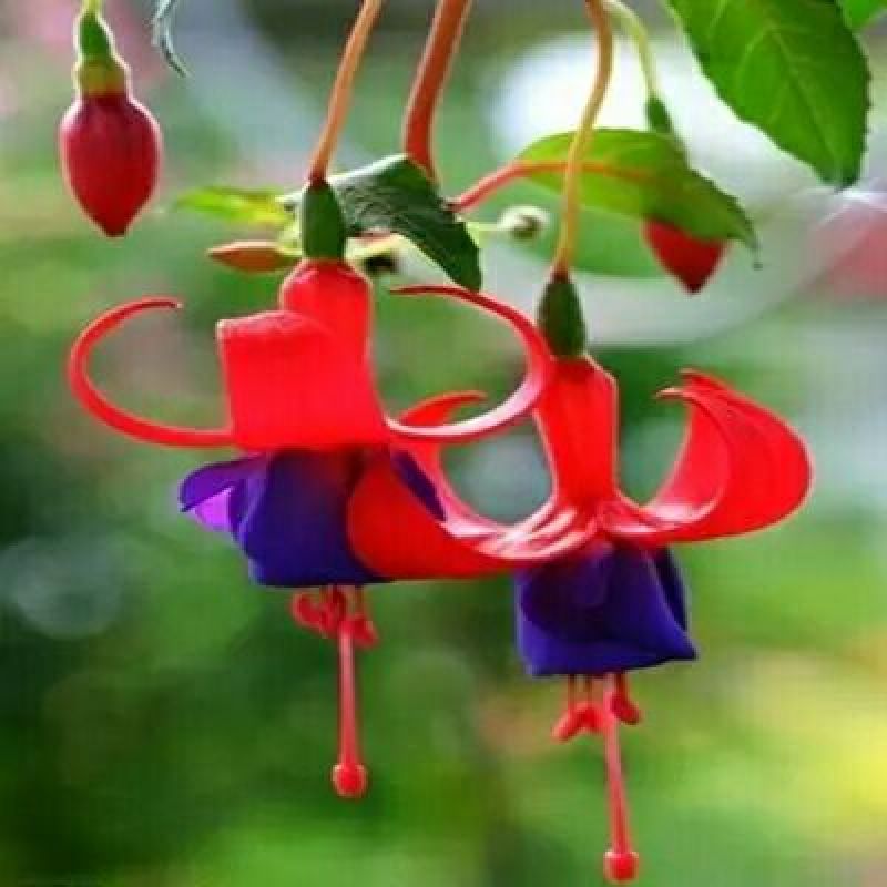 灯笼花