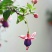 灯笼花