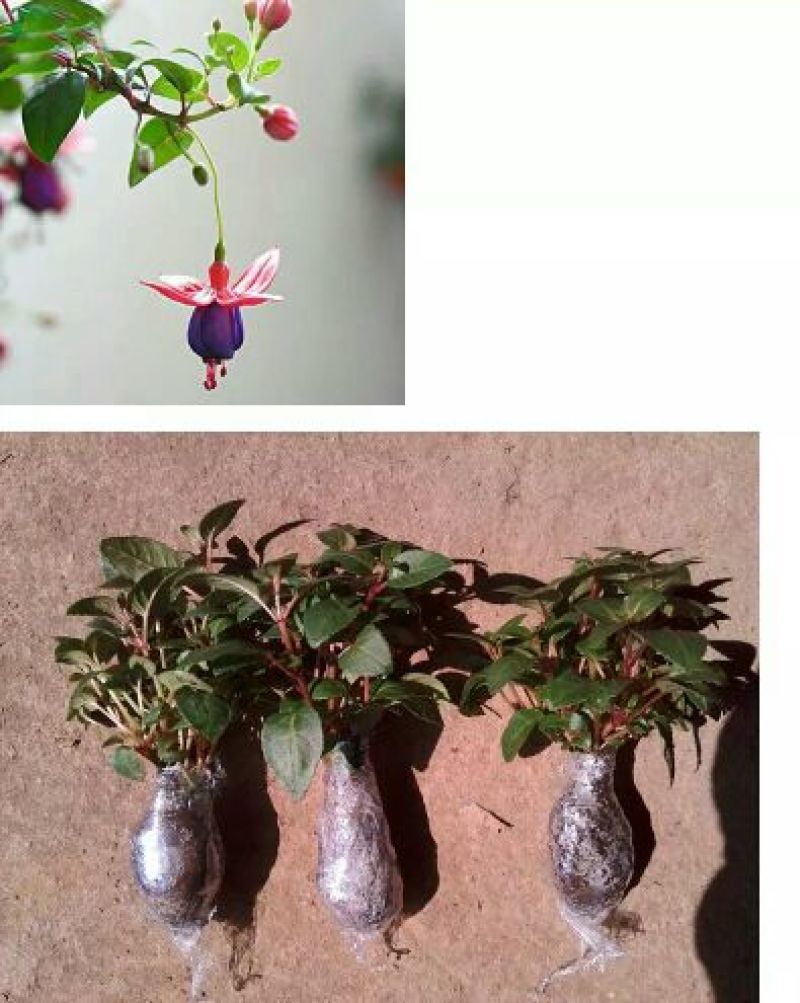 灯笼花