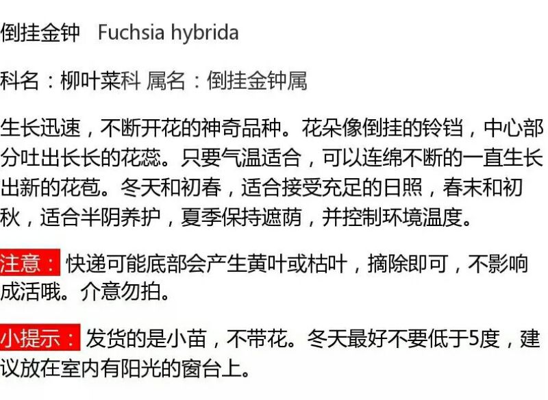 灯笼花